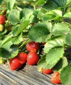 Brighter Blooms Everbearing Strawberry Plant Fruit Trees 9 Brighter Blooms Everbearing Strawberry Plant Fruit Trees