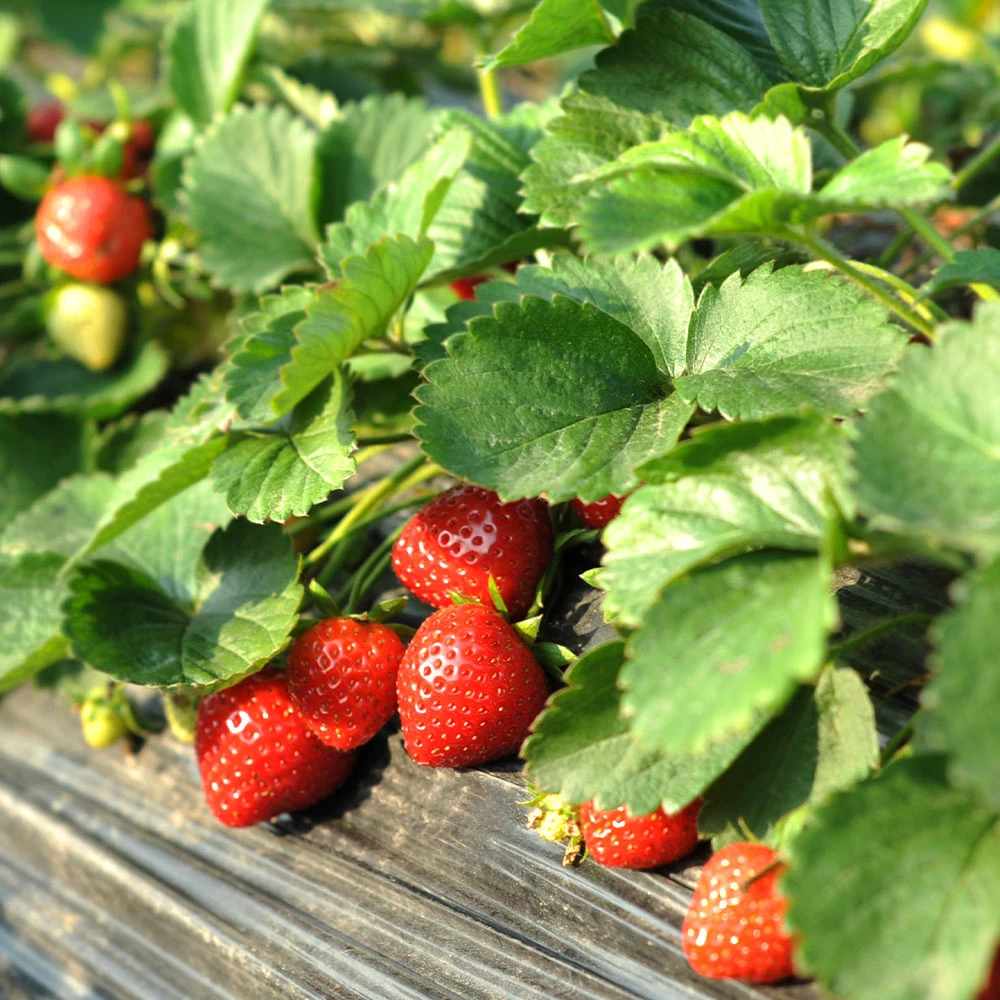Brighter Blooms Everbearing Strawberry Plant Fruit Trees 4 Brighter Blooms Everbearing Strawberry Plant Fruit Trees