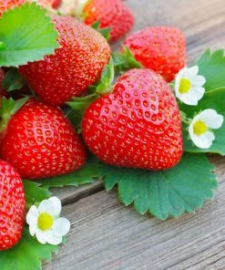 Brighter Blooms Everbearing Strawberry Plant Fruit Trees