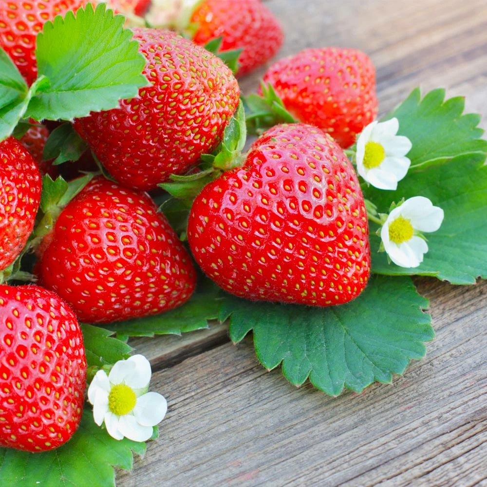 Brighter Blooms Everbearing Strawberry Plant Fruit Trees 2 Brighter Blooms Everbearing Strawberry Plant Fruit Trees