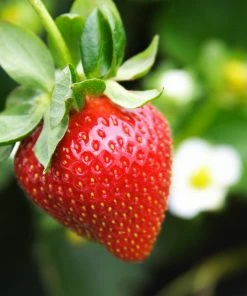 Brighter Blooms Everbearing Strawberry Plant Fruit Trees 10 Brighter Blooms Everbearing Strawberry Plant Fruit Trees