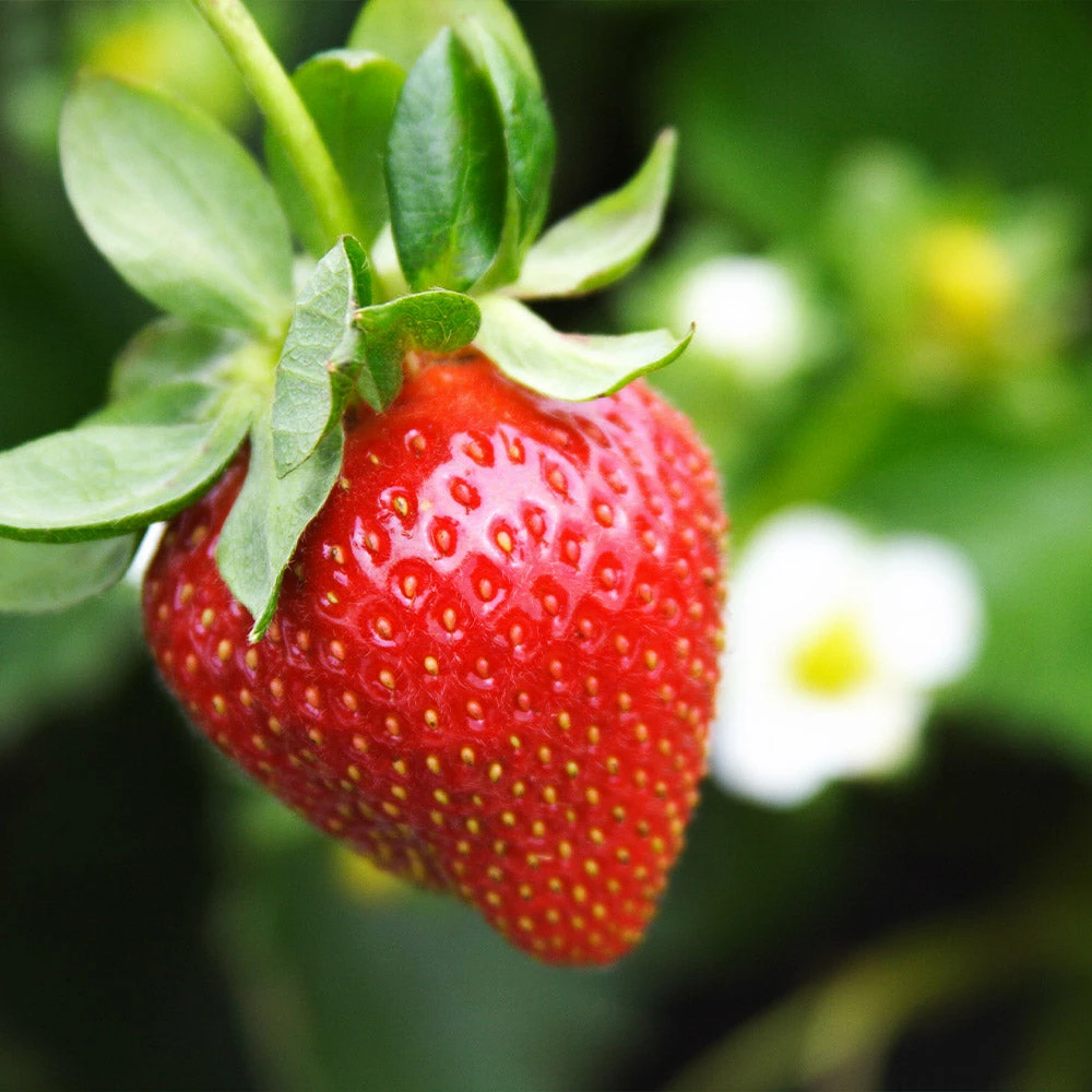 Brighter Blooms Everbearing Strawberry Plant Fruit Trees 5 Brighter Blooms Everbearing Strawberry Plant Fruit Trees