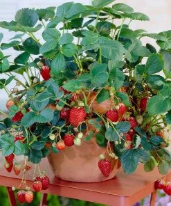 Brighter Blooms Everbearing Strawberry Plant Fruit Trees 11 Brighter Blooms Everbearing Strawberry Plant Fruit Trees