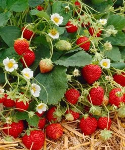 Brighter Blooms Everbearing Strawberry Plant Fruit Trees 8 Brighter Blooms Everbearing Strawberry Plant Fruit Trees