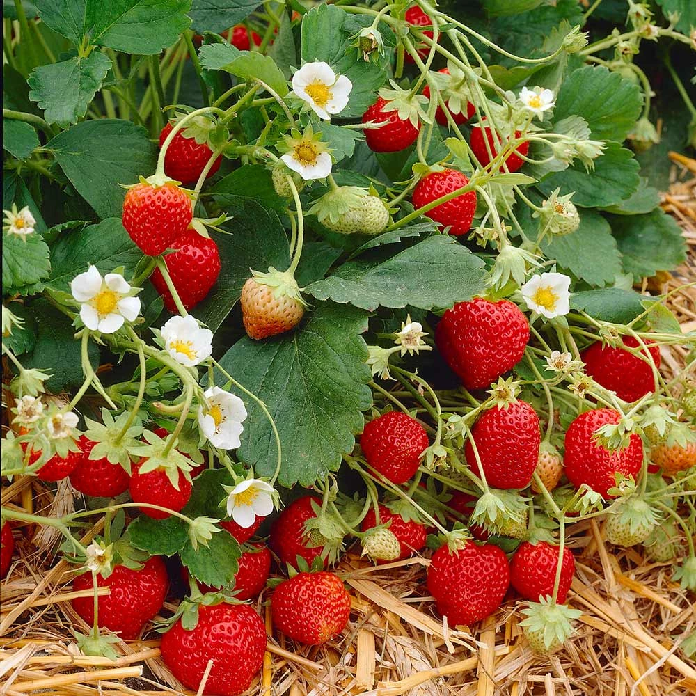Brighter Blooms Everbearing Strawberry Plant Fruit Trees 3 Brighter Blooms Everbearing Strawberry Plant Fruit Trees