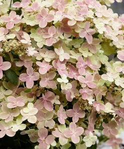 Brighter Blooms Early Evolution Hydrangea