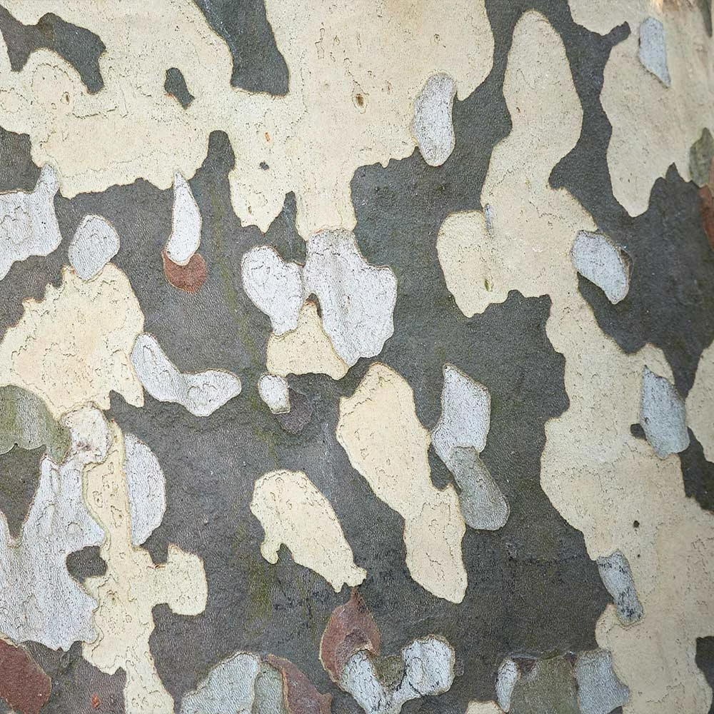 BrighterBlooms.com EXCLAMATION!™ London Planetree 7 BrighterBlooms.com EXCLAMATION!™ London Planetree