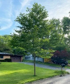 BrighterBlooms.com EXCLAMATION!™ London Planetree 9 BrighterBlooms.com EXCLAMATION!™ London Planetree