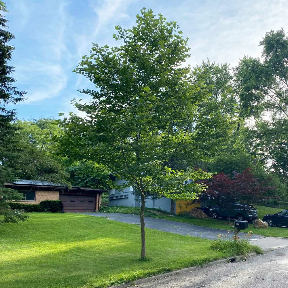 BrighterBlooms.com EXCLAMATION!™ London Planetree 3 BrighterBlooms.com EXCLAMATION!™ London Planetree