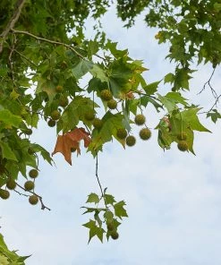 BrighterBlooms.com EXCLAMATION!™ London Planetree 10 BrighterBlooms.com EXCLAMATION!™ London Planetree