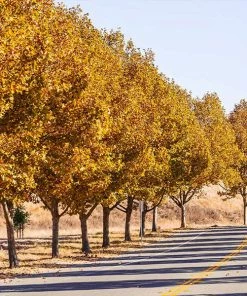 BrighterBlooms.com EXCLAMATION!™ London Planetree