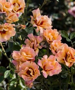 Brighter Blooms Eyeconic® Mango Lemonade Rose Shrubs & Hedges