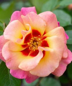 Brighter Blooms Eyeconic® Mango Lemonade Rose Shrubs & Hedges