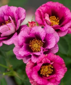 Brighter Blooms Eyeconic® Plum Lemonade Rose 5 Brighter Blooms Eyeconic® Plum Lemonade Rose