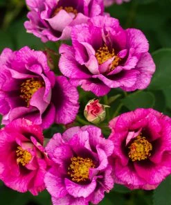 Brighter Blooms Eyeconic® Plum Lemonade Rose