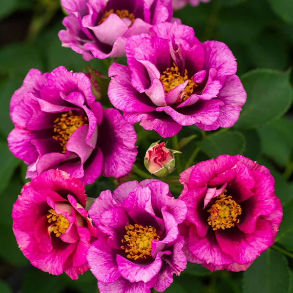 Brighter Blooms Eyeconic® Plum Lemonade Rose 1 Brighter Blooms Eyeconic® Plum Lemonade Rose