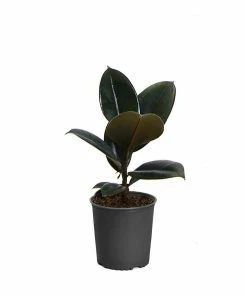 Brighter Blooms House & Patio Rubber Tree Plant