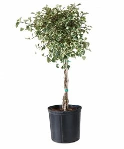 Brighter Blooms Variegated Ficus Triangularis Tree SHOP ALL 7 Brighter Blooms Variegated Ficus Triangularis Tree SHOP ALL