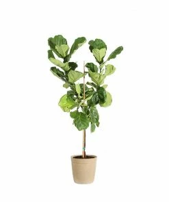 Brighter Blooms SHOP ALL Fiddle-Leaf Fig Tree