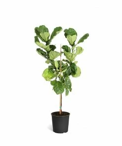 Brighter Blooms SHOP ALL Fiddle-Leaf Fig Tree