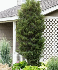 Brighter Blooms Fine Line® Buckthorn Standard Tree