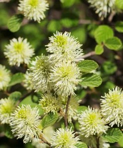 Brighter Blooms Shrubs & Hedges Mount Airy Fothergilla 8 Brighter Blooms Shrubs & Hedges Mount Airy Fothergilla