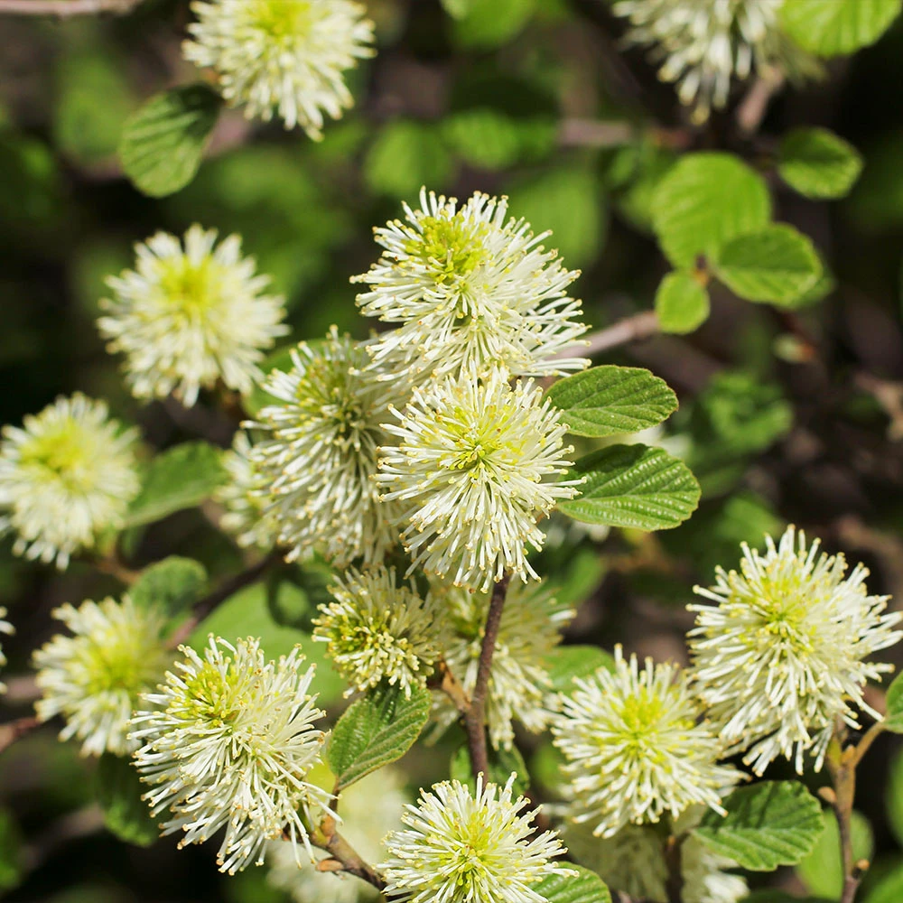 Brighter Blooms Shrubs & Hedges Mount Airy Fothergilla 4 Brighter Blooms Shrubs & Hedges Mount Airy Fothergilla