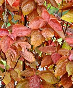 Brighter Blooms Shrubs & Hedges Mount Airy Fothergilla 9 Brighter Blooms Shrubs & Hedges Mount Airy Fothergilla