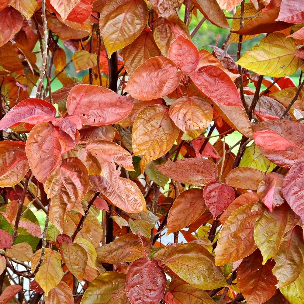 Brighter Blooms Shrubs & Hedges Mount Airy Fothergilla 5 Brighter Blooms Shrubs & Hedges Mount Airy Fothergilla