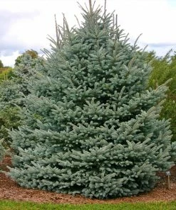 Brighter Blooms Fat Albert Colorado Blue Spruce Evergreen & Privacy