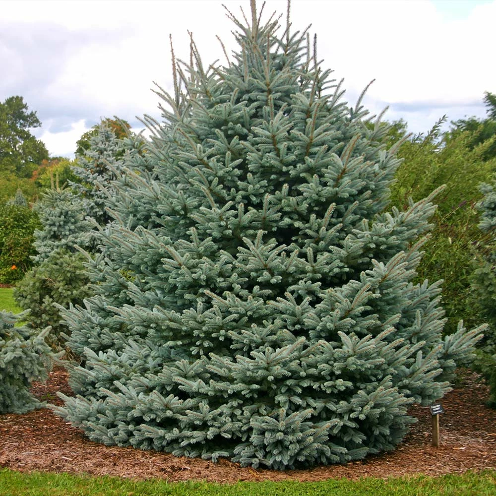 Brighter Blooms Fat Albert Colorado Blue Spruce Evergreen & Privacy 2 Brighter Blooms Fat Albert Colorado Blue Spruce Evergreen & Privacy
