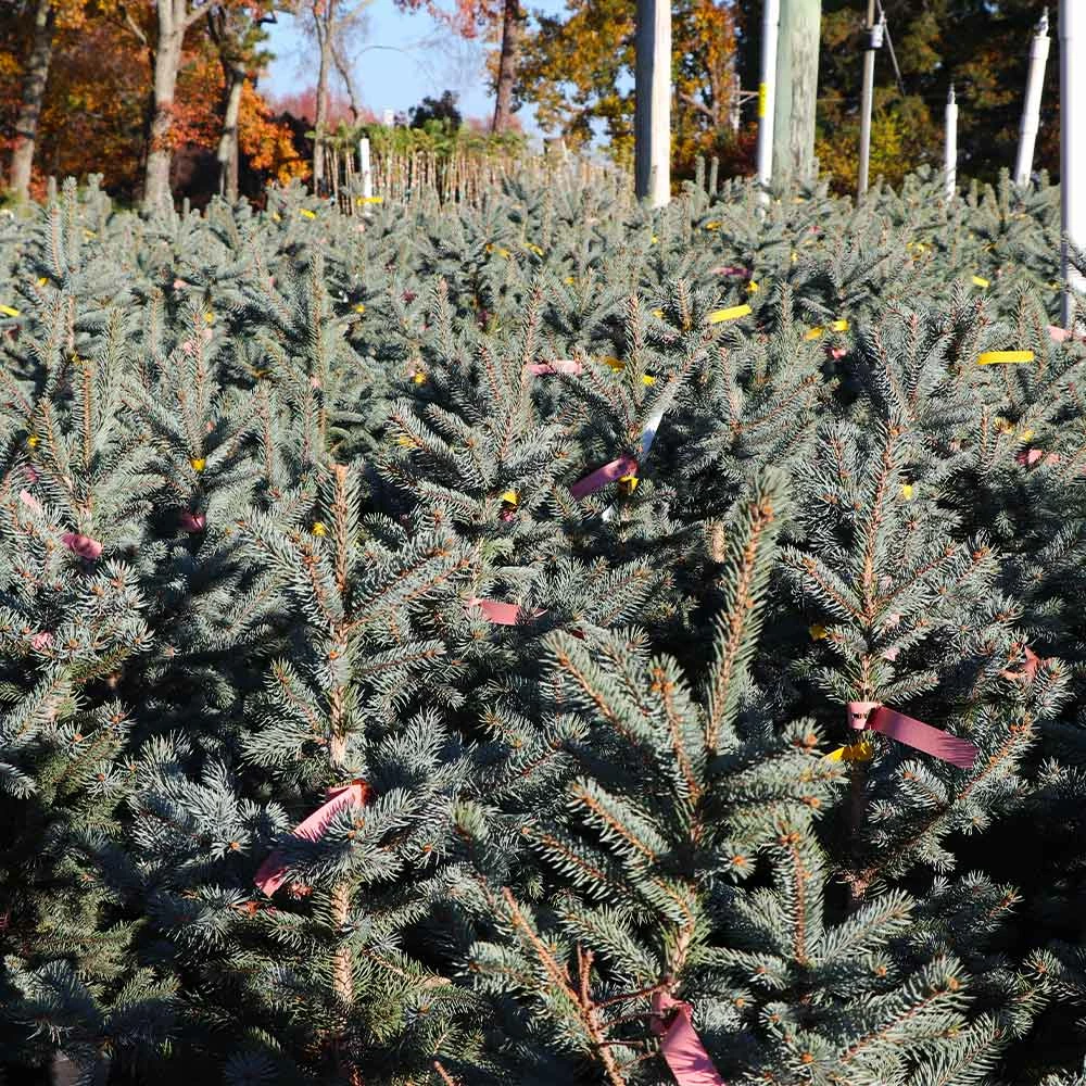 Brighter Blooms Fat Albert Colorado Blue Spruce Evergreen & Privacy 3 Brighter Blooms Fat Albert Colorado Blue Spruce Evergreen & Privacy
