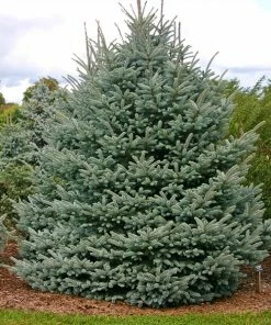 Brighter Blooms Fat Albert Colorado Blue Spruce Evergreen & Privacy