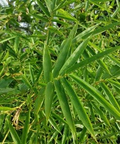 Brighter Blooms Fernleaf Bamboo Arborvitae Trees