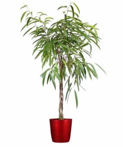 Brighter Blooms Ficus Alii Braid Plant 15 Brighter Blooms Ficus Alii Braid Plant