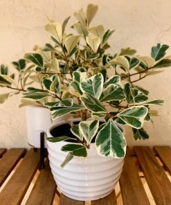 Brighter Blooms SHOP ALL Ficus Triangularis