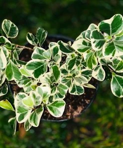 Brighter Blooms SHOP ALL Ficus Triangularis