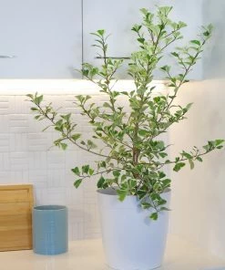 Brighter Blooms SHOP ALL Ficus Triangularis