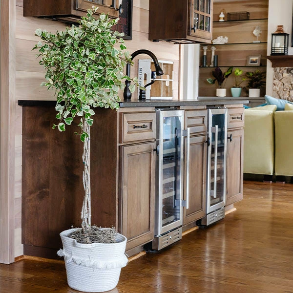 Brighter Blooms Variegated Ficus Triangularis Tree SHOP ALL 1 Brighter Blooms Variegated Ficus Triangularis Tree SHOP ALL