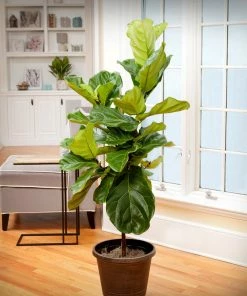 Brighter Blooms Monstera Deliciosa And Fiddle Leaf Fig Combo House & Patio 6 Brighter Blooms Monstera Deliciosa And Fiddle Leaf Fig Combo House & Patio