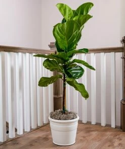Brighter Blooms SHOP ALL Fiddle-Leaf Fig Tree