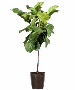 Brighter Blooms SHOP ALL Fiddle-Leaf Fig Tree
