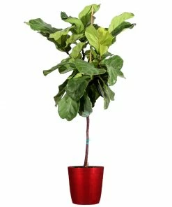 Brighter Blooms SHOP ALL Fiddle-Leaf Fig Tree