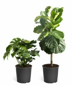 Brighter Blooms Monstera Deliciosa And Fiddle Leaf Fig Combo House & Patio