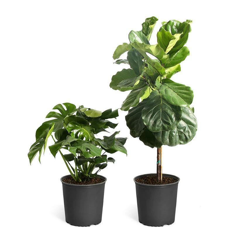 Brighter Blooms Monstera Deliciosa And Fiddle Leaf Fig Combo House & Patio 2 Brighter Blooms Monstera Deliciosa And Fiddle Leaf Fig Combo House & Patio