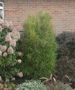 Brighter Blooms Fine Line® Buckthorn Shrub Shrubs & Hedges