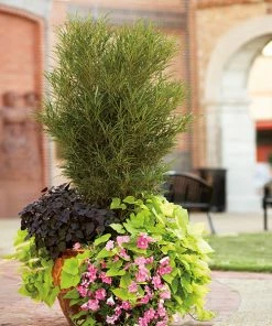 Brighter Blooms Fine Line® Buckthorn Shrub Shrubs & Hedges