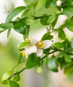 Brighter Blooms Citrus Trees Australian Finger Lime Tree 8 Brighter Blooms Citrus Trees Australian Finger Lime Tree