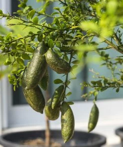 Brighter Blooms Citrus Trees Australian Finger Lime Tree 7 Brighter Blooms Citrus Trees Australian Finger Lime Tree