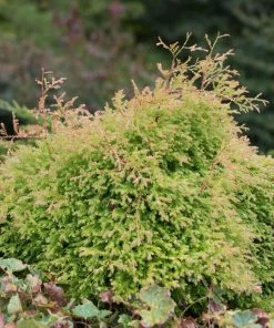 Brighter Blooms Fire Chief™ Thuja Shrub Evergreen & Privacy